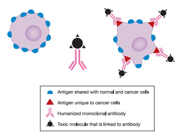 Antibodies as Tools Antibodies to deliver treatment to specific cells Humanized