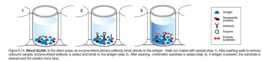 ELISA Types Direct ELISA Antigens from sample coat the well Enzyme-linked antibodies bind to the antigen of interest if present
