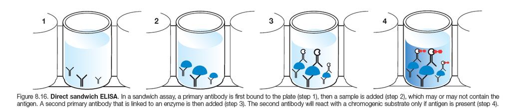 ELISA Types Direct sandwich ELISA Primary antibodies are bound to wells Sample is added that may contain the antigen