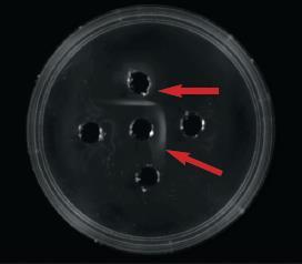 Ouchterlony or Double Diffusion Assay Antibodies are placed into the center well and diffuse