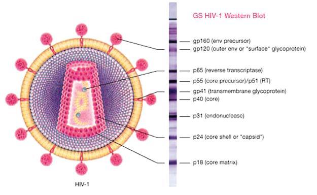 Other Applications for Western Blots Viral