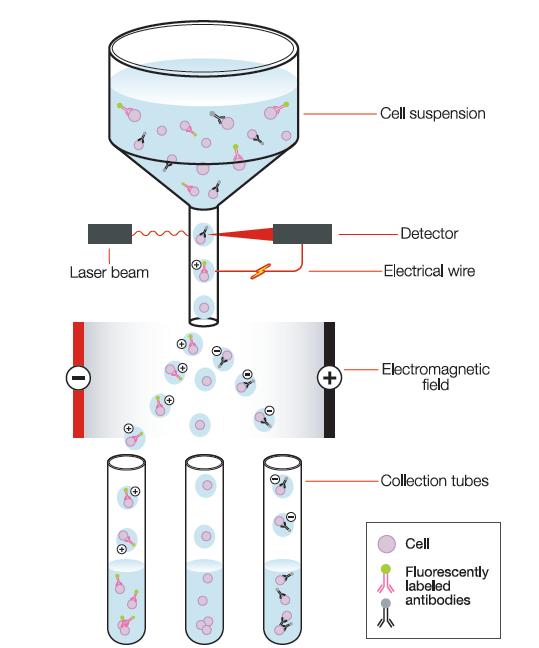 Other Applications for Antibodies Fluorescent-activated cell sorting (FACS) Different antibodies are