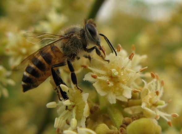 THE IMPORTANCE OF HONEYBEES TO CROP