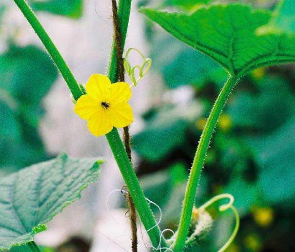 Cucumber (Cucumis sativus) Value of crop: over 600 thousand $US/year Pollinators: honeybees, stingless bees, solitary bees, butterflies Proportion of
