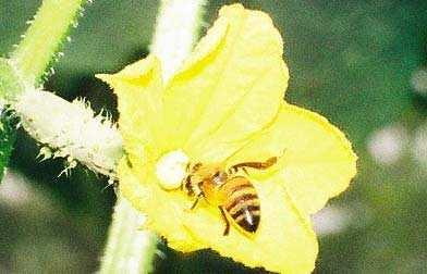 Pollinators www.bio.