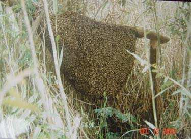 Vietnam Honeybees