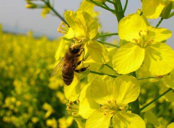 Situation of pollination in Vietnam