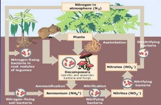 This is the nitrogen cycle, Nitrogen is the most abundant element in the atmosphere and is essential to all