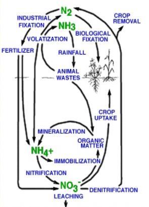 - Nitrogen cycle is very important to the earth, because it returns the nitrogen to the earth and all of the creatures