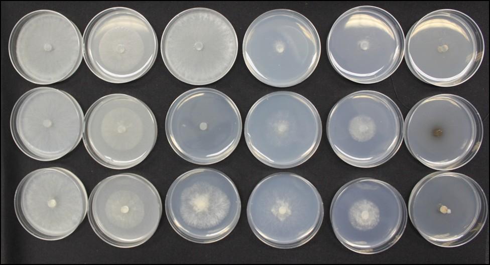 Control Pristine Elevate Scala cyprodinil Switch (a component of Switch) Isolate 1 Isolate 2 Isolate 3 Figure 1. Discrimination of sensitive from resistant isolates of B. cinerea in an agar assay.