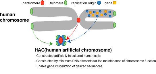Human artificial chromosome A human artificial chromosome (HAC) is a microchromosome that can act as a new