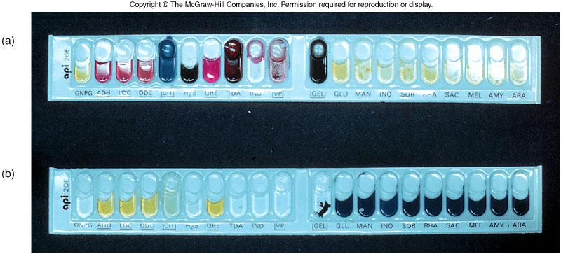 Indirect method of identification An example of a rapid test, which includes 23 biochemical tests.