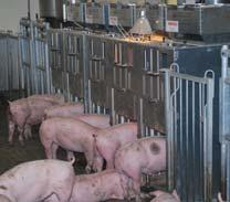 Results in limiting performance (average) or feeding excess nutrients (most demanding) Precision Feeding System (PFS) Focuses on feeding pigs individually with diets based on individual feed intake