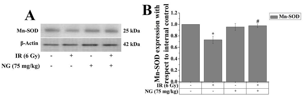 ESI7. NG enhanced IR-induced depletion of Mn-SOD: Fig. S7 showed that Mn-SOD expression was markedly decreased (0.73-fold) in the IR group when compared to the control group.