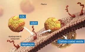 bloodstream, the less able that person is to clear the LDL cholesterol from the blood and the higher LDL cholesterol levels rise.