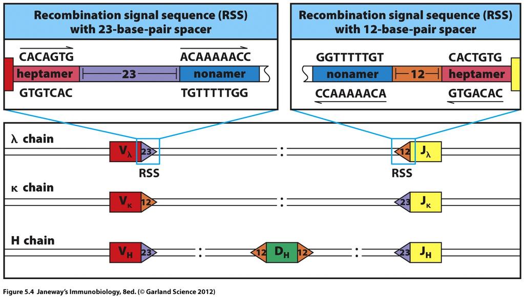 Conserved heptamer and nonamer sequences (recombination signal sequences, RSSs)