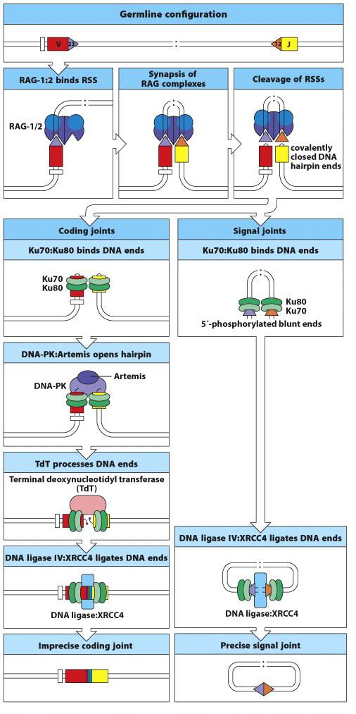 The reaction that recombines V, D, and J gene segments involves both lymphocyte-specific and ubiquitous DNA-modifying enzymes RAG: recombination-activating genes (no introns) Ku70:Ku80 + DNA-PKcs to