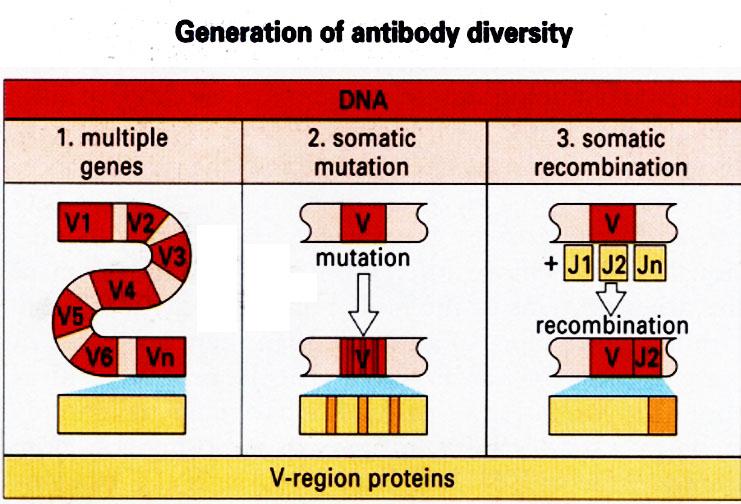 10 11 Ab in humans Dryer and Bennett 2-gene