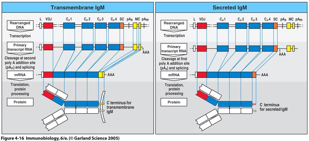Transmembrane and secreted forms of Ig are derived from