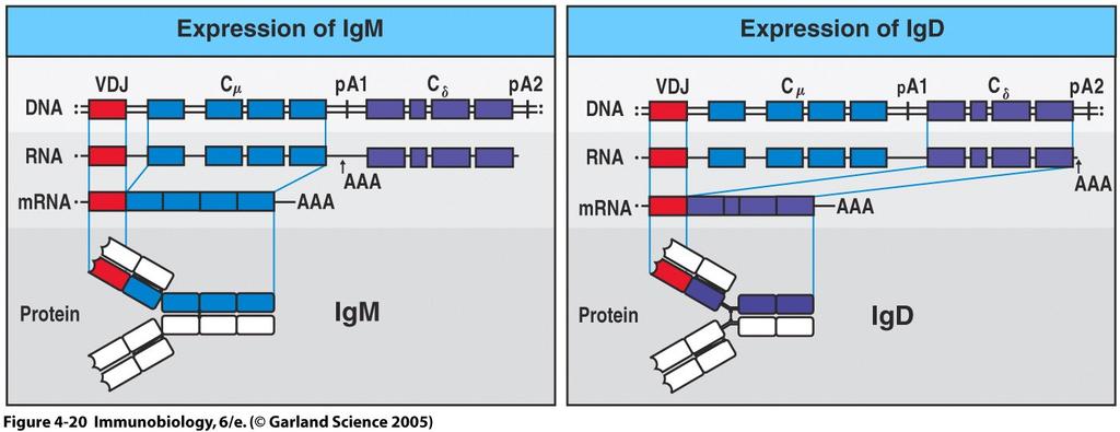 Coexpression of IgD and IgM