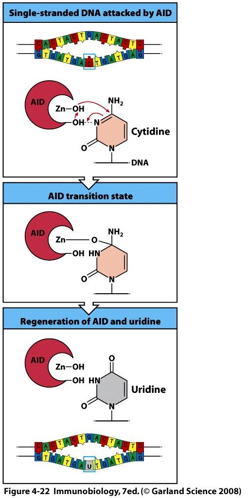 Activation-induced cytidine deaminase (AID) is the initiator of mutations in somatic hypermutation, gene conversion, and class switching The sequence of AID is related