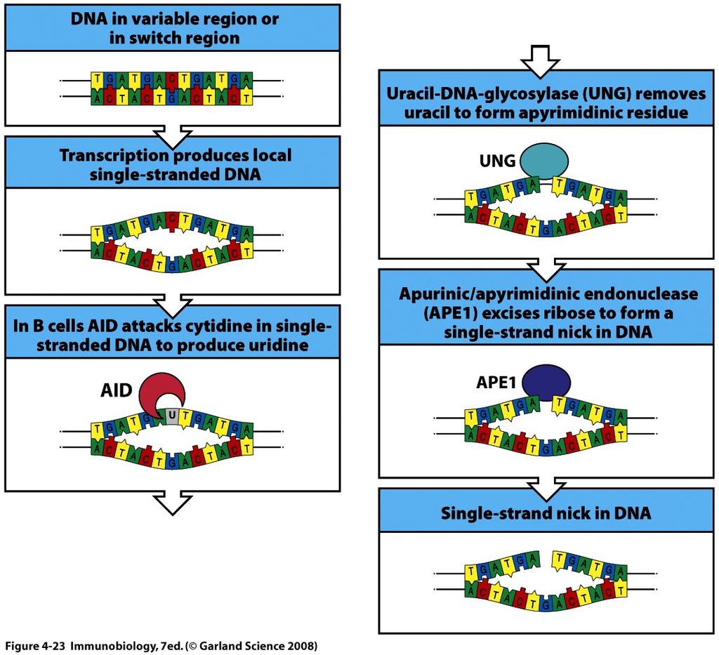 Generation of single strand nicks in DAN by sequential action of AID, UNG, and APE1 UNG: uracil-dna-glycosylase