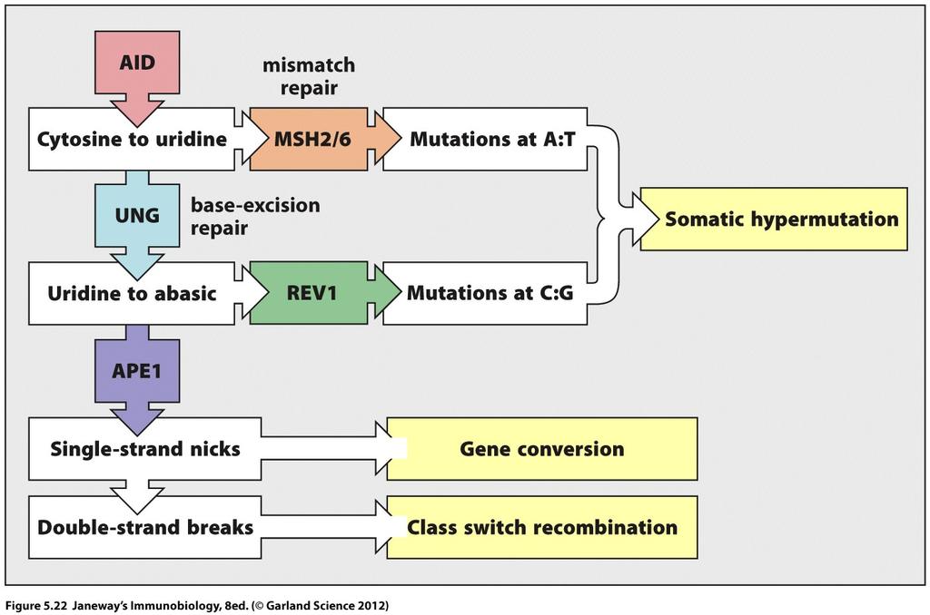 AID initiates processes that lead to somatic hypermutation, gene conversion and class switch recombination (synthesize