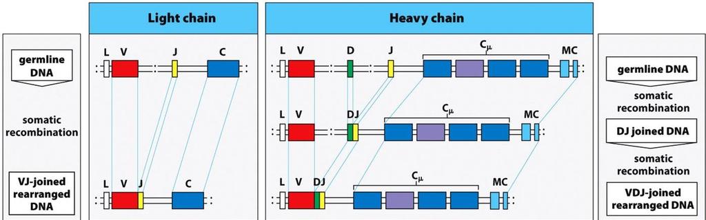 V-region sequences are constructed from gene segments V l