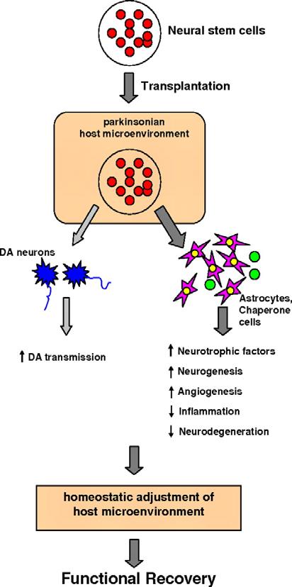 Figure 2. Use of neural stem cells in Parkinson s disease. From Neural stem cells for Parkinson s disease: to protect and repair, by P.
