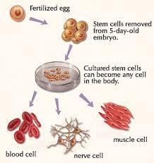 When a stem cell divides, each new cell has the potential either to remain a stem cell or become another type of cell with a more specialized function, such as a muscle cell, a red blood cell, or a