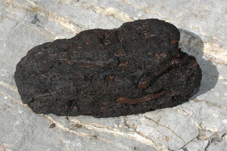 Peat Coal Solid fossil fuel derived