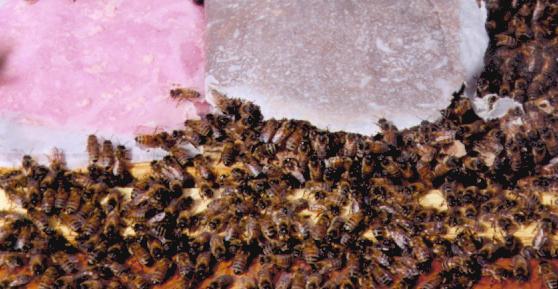 Pollen Must also be present for bees to raise brood Increase or supplement pollen supplies with pollen