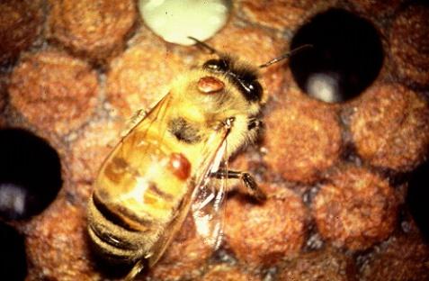 Active Mite Control Ensures colony survival and productivity Honey bee mites are widespread - assume your colonies are infested even if you