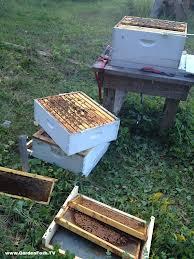 Late Spring and Summer Management Summer Management Maintain conditions favorable for brood rearing Maintain conditions for honey storage Mite and disease management