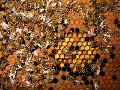 February and Early March Remove several empty frames/combs in colonies that need winter feed and replace them with the frames of honey as close as possible to