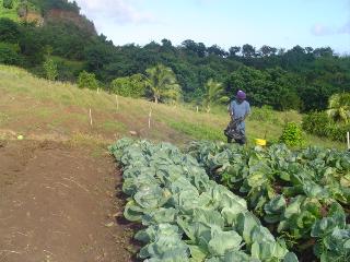 GOOD PRACTICE - Focus on Prevention and Mitigation Cuba, Grenada, Haiti and Jamaica Impact mitigation of climatic hazards in agriculture Pilot interventions at community level Integrated preparedness