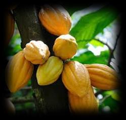 Climate change and Ghana s cocoa production Current trends in Ghana cocoa