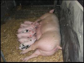 Research shows that sows will lie unassisted rather than use a farrowing rail.