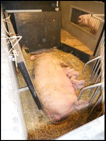 The kick-boards/steps between the nest and the dunging passage can come out as soon as the piglets start using the creep. This step has a recommended height of 150mm.