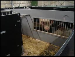 The legal maximum void width for piglets is 11mm and any flooring must adhere to the requirements detailed in the Defra Code of Recommendations for the Welfare of Pigs (http://www.defra.gov.