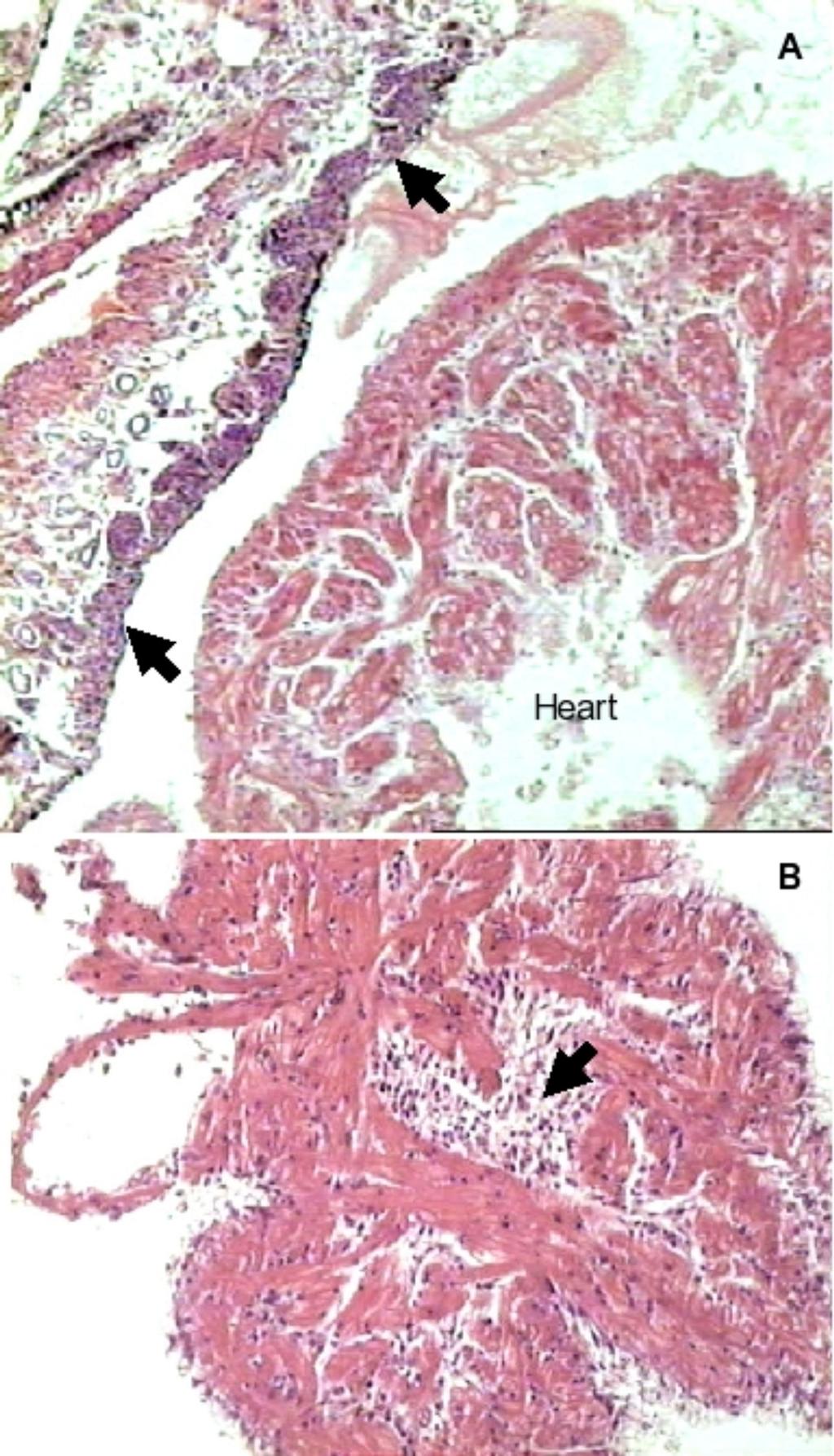 Fig. 1 Photomicrographs of Biomphalaria glabrata heart region. (A) Snail heart tissue in close contact with the pericardial membrane.