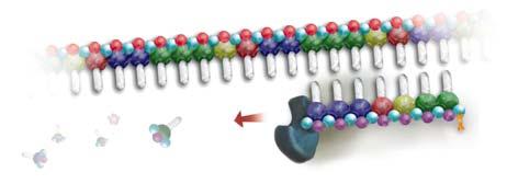 Reverse Transcription - Step 2 rtth DNA Polymerase also has RT activity Catalyses Primer