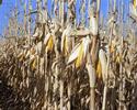9 Cellulosic Ethanol Technology ptions