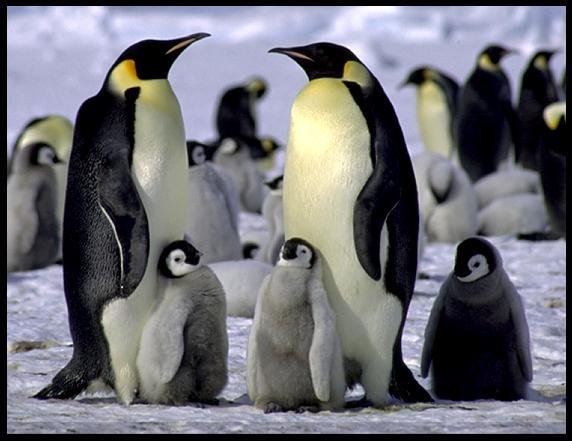 3.2 Terrestrial Biomes Penguins in Antarctica Polar Regions