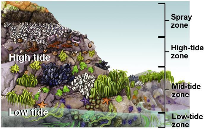 3.3 Aquatic Ecosystems Marine Ecosystems The intertidal zone is a narrow band where the ocean