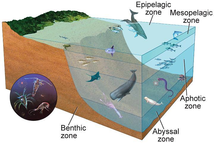 3.3 Aquatic Ecosystems Open
