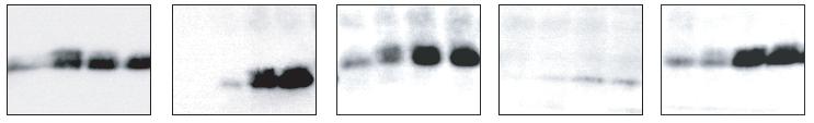 Western blot analysis of Pdd1 from whole-protein extracts collected at one hour intervals during mating.