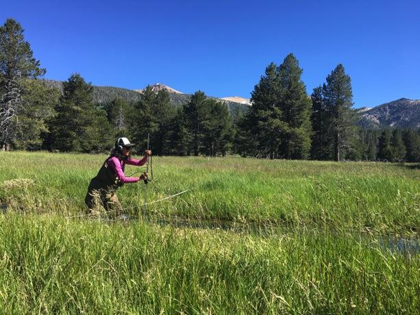 Ecological Assessment of Meadows in the Sierra Nevada ANG DIKU SHERPA ECOLOGY & SUSTAINABILITY, CALIFORNIA STATE UNIVERSITY, STANISLAUS (JUNE