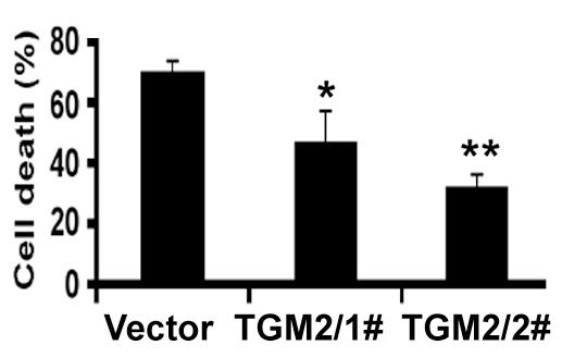 Fig. S7. Overexpression of TGM2 in A549-WT cells suppresses TRAIL s cytotoxicity in A549-WT cells. Stable transfectant clones shown in Fig.