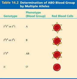 Glitch #2 (Mendel was lucky) nother exception: Multiple lleles BO blood groups Blood groups are determined by the type of glycoproteins that are attached to the surface of red